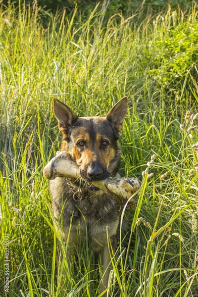 Fototapeta Dog with big bone