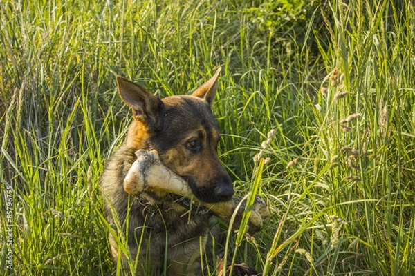 Obraz Dog with big bone