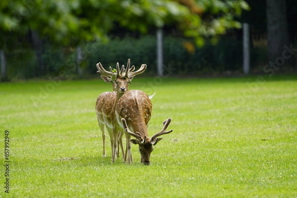 Fototapeta The European fallow deer (Dama dama), also known as the common fallow deer or simply fallow deer, is a species of ruminant mammal belonging to the family Cervidae. Hanover, Germany.
