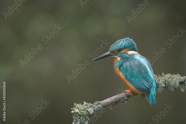 Obraz Common Kingfisher