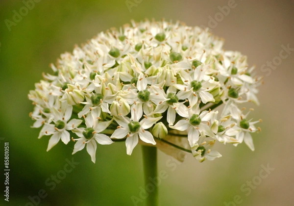 Fototapeta Close up of a dense umbellate inflorescence of black garlic, broad-leaved leek, or broadleaf garlic (Allium nigrum), a Middle Eastern species of wild onion