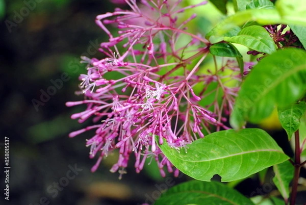 Fototapeta Close up of a large panicle of bright pink flowers of Fuchsia paniculata, a tall shrub or small tree, native to Central America