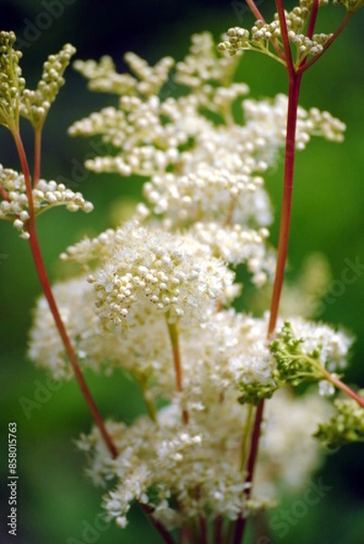 Fototapeta Close up of the delicate, graceful, creamy-white flowers of meadowsweet or mead wort, queen or pride or lady of the meadow, meadow-wort, meadow queen, dollof,or bridewort (Filipendula ulmaria)
