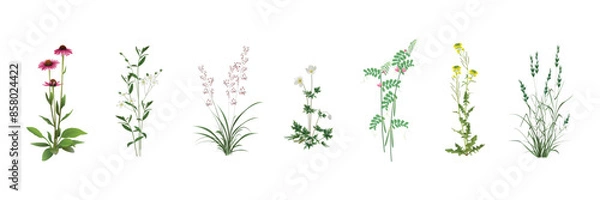 Fototapeta Field, meadow, steppe, pasture, forest wild plants - garden weeds realistic images set. Echinacea, Cerastium, Panicum, anemone, Vicia sativa (field pea), Barbarea, Chaff (Lolium) isolated on white.