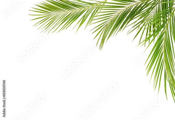 Fototapeta Green palm branches in a corner arrangement isolated on white or transparent background