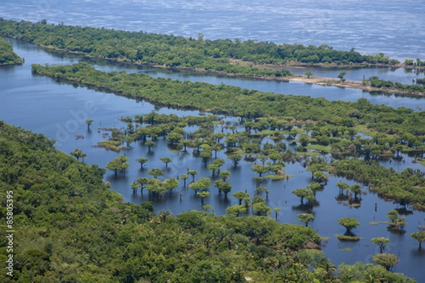 Fototapeta アマゾン川の水没林空撮