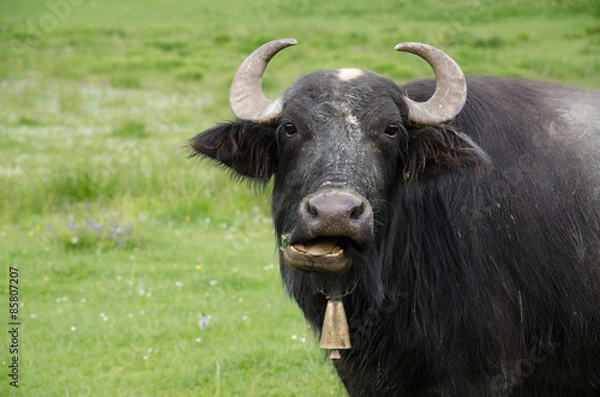 Fototapeta Water buffalo