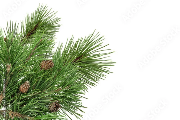 Obraz  Pine tree branches isolated transparent background, Christmas decorations frame