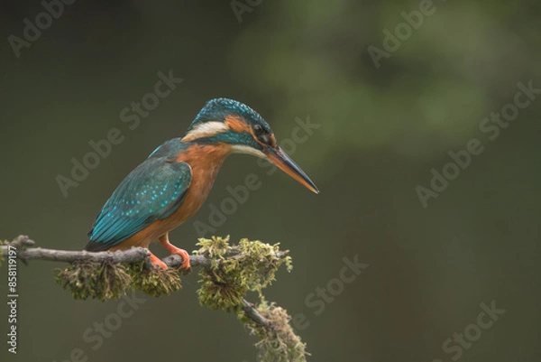 Obraz Female Common Kingfisher