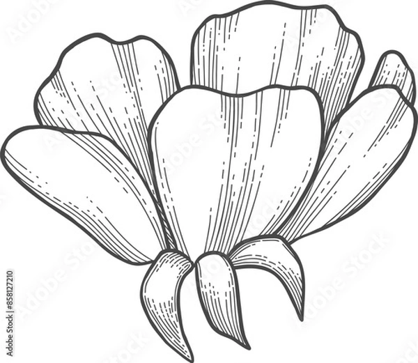 Fototapeta Wild rose flower, line art drawing. Outline floral design element isolated on white background, vector illustration. Hand drawn rose hip flower, bud, berry and leave