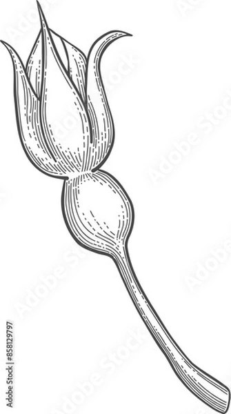 Fototapeta Wild rose flower, line art drawing. Outline floral design element isolated on white background, vector illustration. Hand drawn rose hip flower, bud, berry and leave