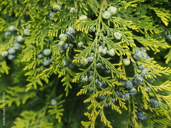 Fototapeta thuja branch with cones