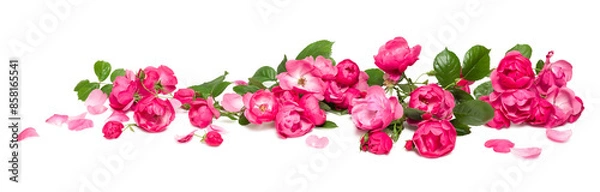 Fototapeta bed of roses, large bunch of colorful pink flowers, buds, petals and leaves loosely spread on a surface, isolated over a transparent background, love, Valentine's or botanical design element, PNG