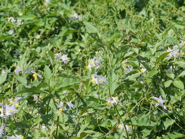 Fototapeta ワルナスビが花を咲かせた