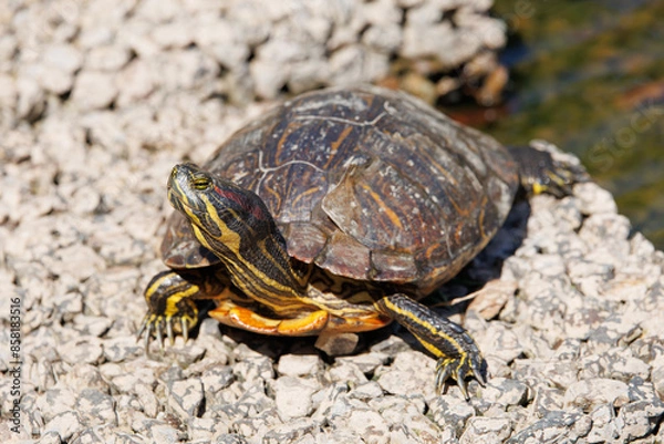 Obraz 甲羅干しするアカミミガメ