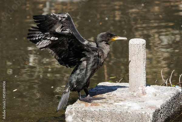 Fototapeta 羽を広げる河鵜