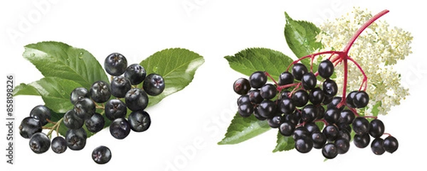 Obraz Aronia- und Holunderbeeren