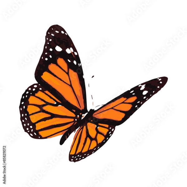 Fototapeta butterfly illustration