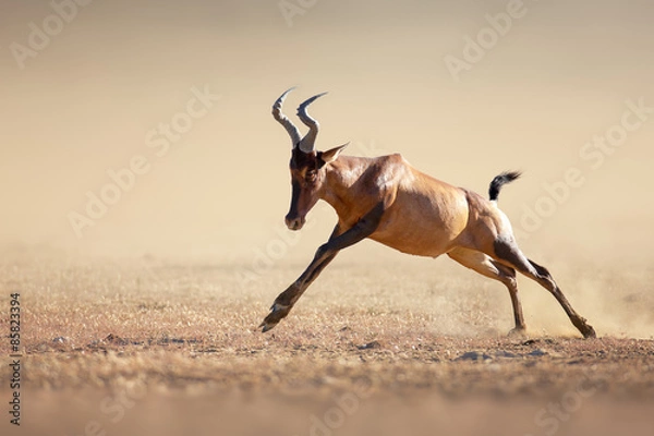 Obraz Red hartebeest running