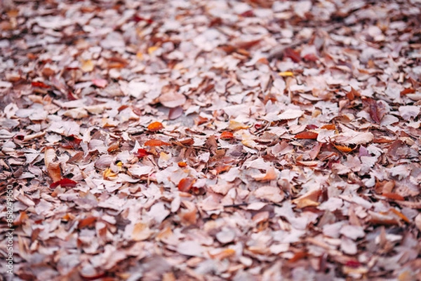 Fototapeta 落ち葉の地面