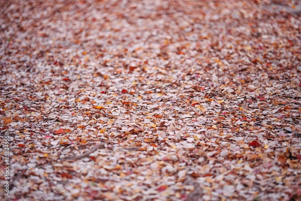 Obraz 落ち葉の地面