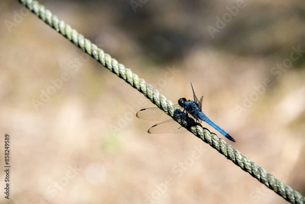 Obraz 青いトンボ