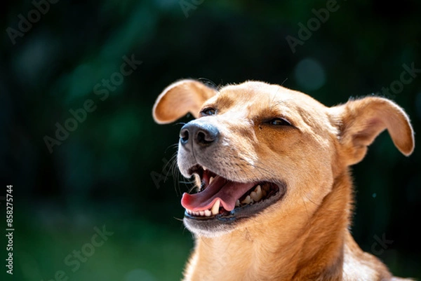 Obraz Dog head mixed bread with open mouth