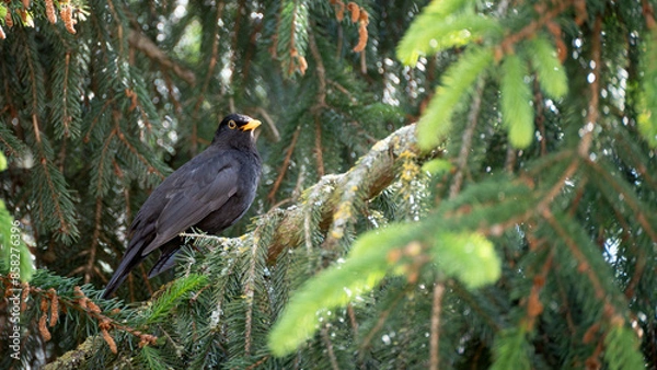 Obraz Common Blackbird in pine tree