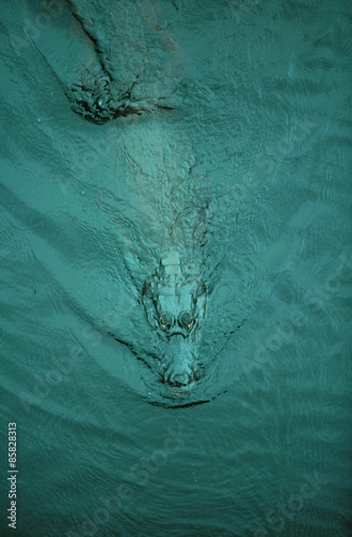 Obraz Krokodyl w pantanalu