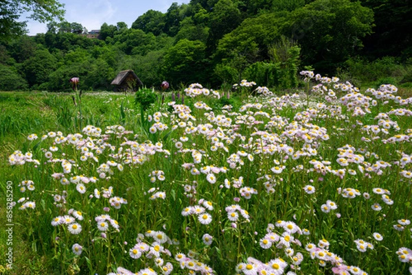 Obraz Flower field with traditional house