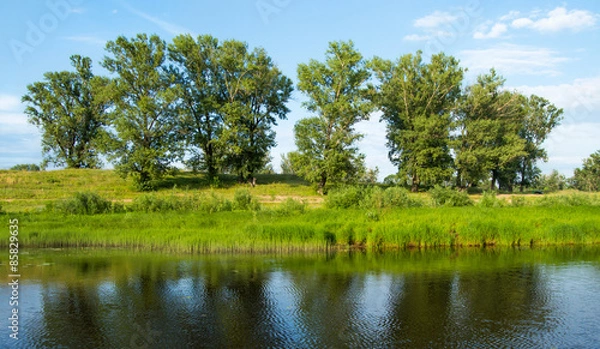 Obraz берег реки с деревьями
