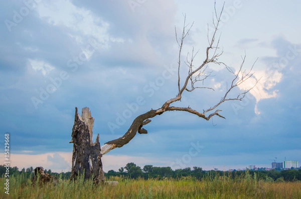 Obraz засохшее дерево 