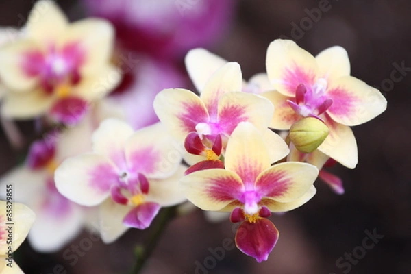 Obraz Storczyki - storczyk (Orchis - Orchidaceae) – byliny