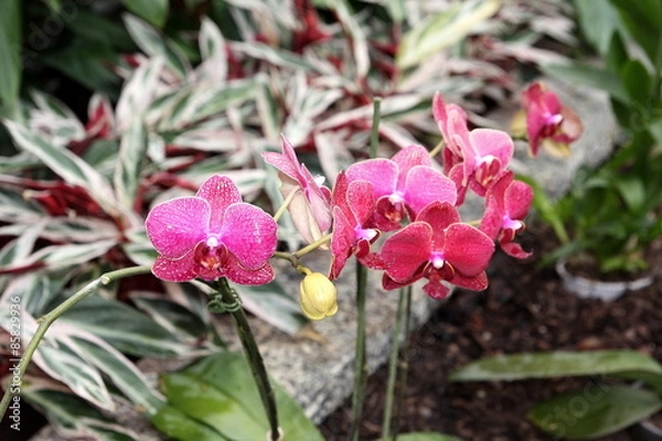 Obraz Storczyki - storczyk (Orchis - Orchidaceae) – byliny