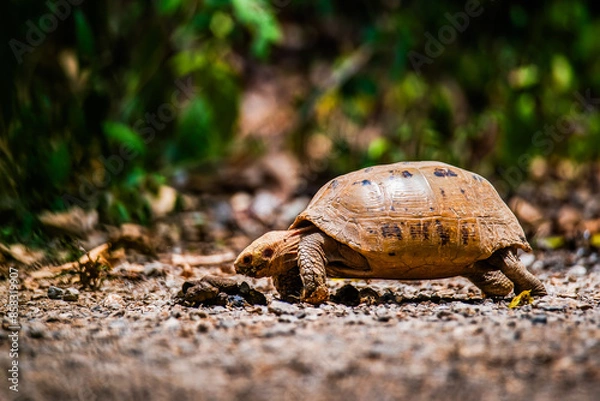 Fototapeta Elongated tortoise in the nature, Indotestudo elongata