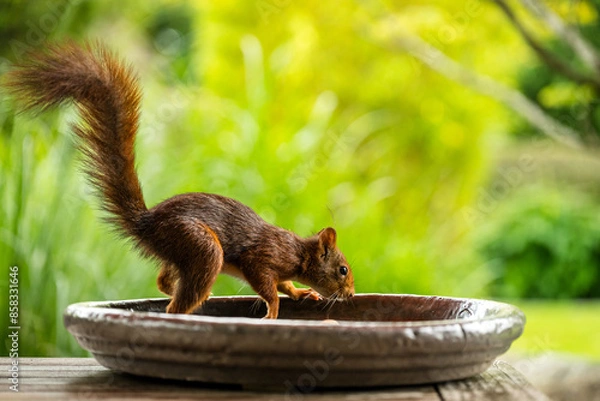 Obraz Garten-Eichhörnchen