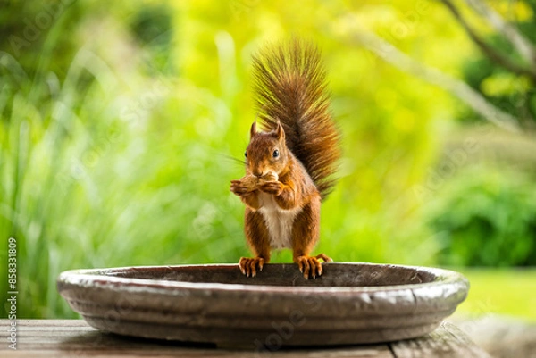 Obraz Garten-Eichhörnchen