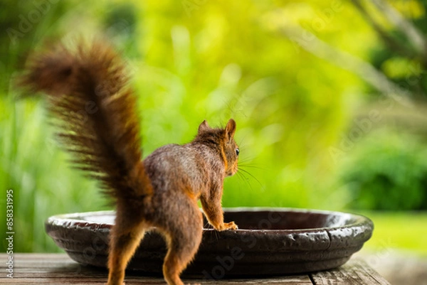 Obraz Garten-Eichhörnchen
