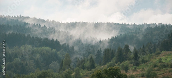 Obraz Mist covering the pine trees in mountains