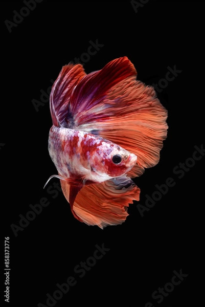 Fototapeta Siamese betta fish on black background