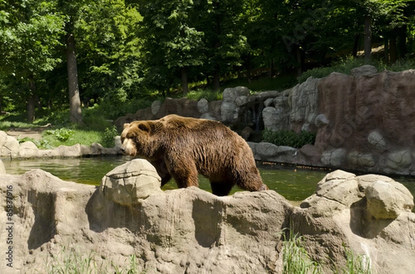 Fototapeta bear behind the rock