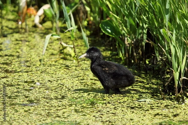 Obraz クイナの親子