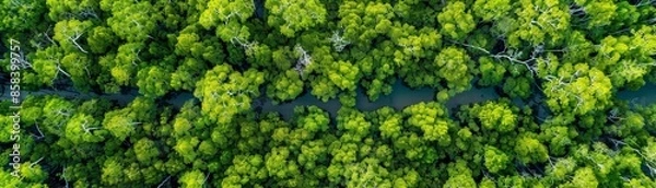 Obraz Aerial panorama of lush mangrove forest, top-down perspective.