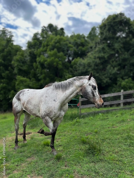 Obraz "Phineas" the Horse