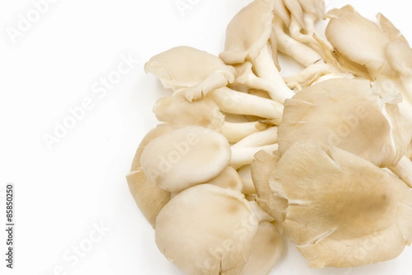Obraz oyster mushroom