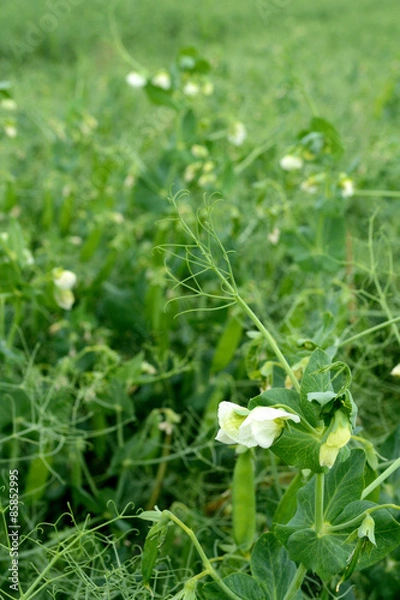 Obraz Ackererbse, h.