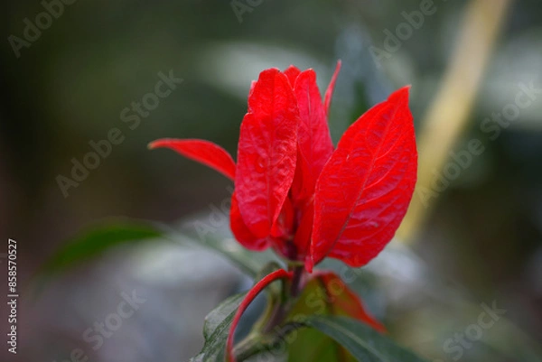 Obraz リュエリア・コロラタ