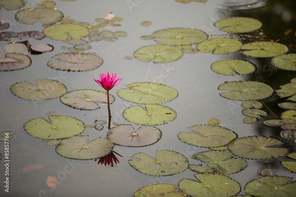 Obraz Blume im Wasser mit einer Libelle