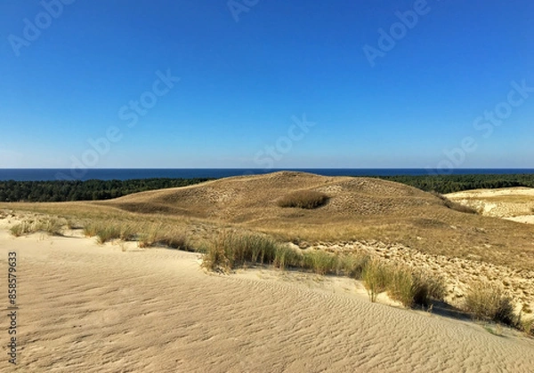 Obraz Sand dunes of the Lithuanian Baltic coast. Unique landscape complex "Gray Dunes", or "Dead Dunes" in the Naglii Nature Reserve in the Curonian Spit, between the Curonian Lagoon and the sea.