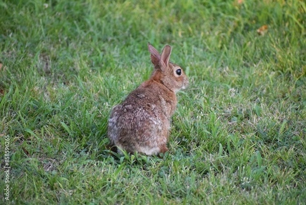 Obraz Rabbit in the grass. Cute bunny. Easter background.